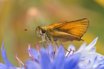 Closeup on an Essex skipper butterfly , Thymelicus lineola on a brilliantr blue bachelor's button...