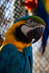 Vibrant Blue and Yellow Macaw Close-Up