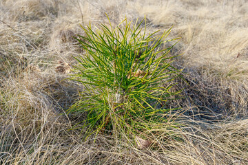 Young pine tree growing in dry grassland