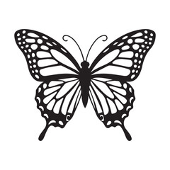 Butterfly vector illustration isolated on white background
