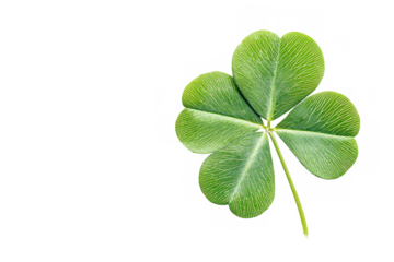 A single three leaf clover with a stem isolated against a black and white background space for text