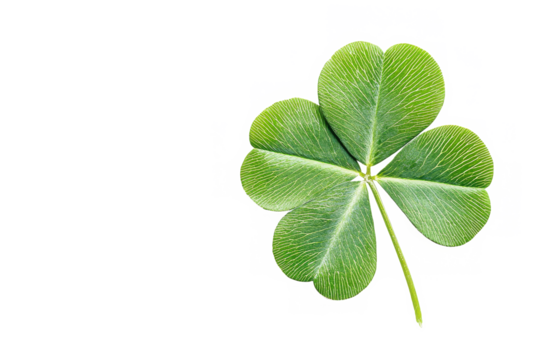 A single three leaf clover with a stem isolated against a black and white background space for text