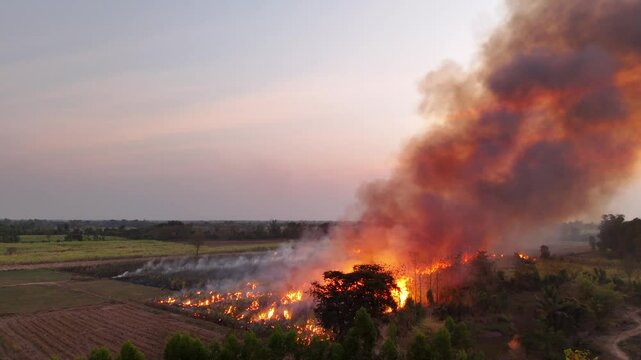 A fire in a sugarcane plantation, taken in Feb 2025, in Thailand. This is a part of the harvesting process, which causes harm to the environment, by polluting the air with ash and smoke.
