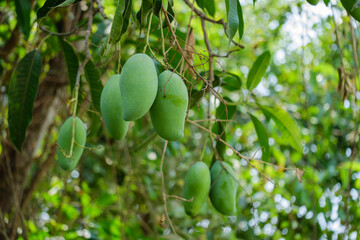Harvesting green mangoes from lush trees in tropical paradise nature close-up view