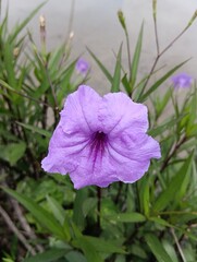 purple flower in the garden