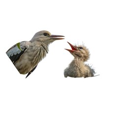 Obraz premium Mother Bird Feeding Chick – Isolated Wildlife Photo on White Background