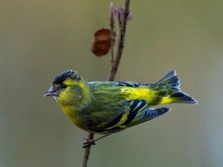 Neugieriger Erlenzeisig (Männchen)