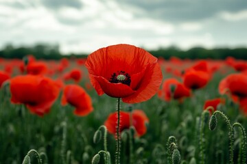 Fototapeta premium Vibrant poppy field with colorful red flowers, blurred greenery in background, soft dreamy quality. Concept of peaceful poppy field evokes serenity and beauty of nature.