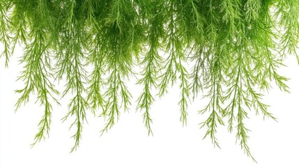 Fototapeta premium Lush green aquatic plant foliage cascading downwards against a white background, ideal for nature-themed designs