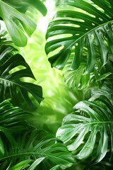 Lush green leaves in a tropical forest nature photography close-up view vibrant environment calm concept