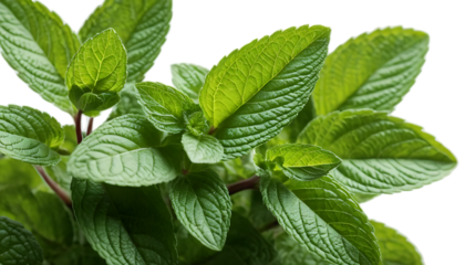 mint leaves on a green background