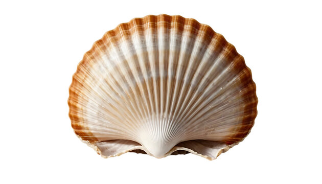 seashell isolated on white background