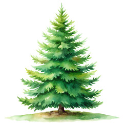 Fototapeta premium A Watercolor Painting of a Lush Green Evergreen Tree on a Small Hill isolated on white or transparent background