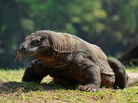 The Komodo dragon (Varanus komodoensis), also known as the Komodo monitor, is a large reptile of the monitor lizard family Varanidae that is endemic to the Indonesian islands of Komodo.