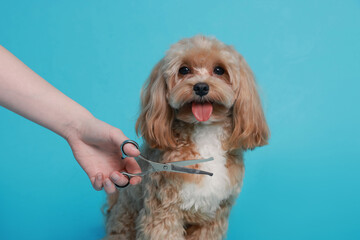 Woman cutting dog's hair with scissors on light blue background, closeup. Pet grooming