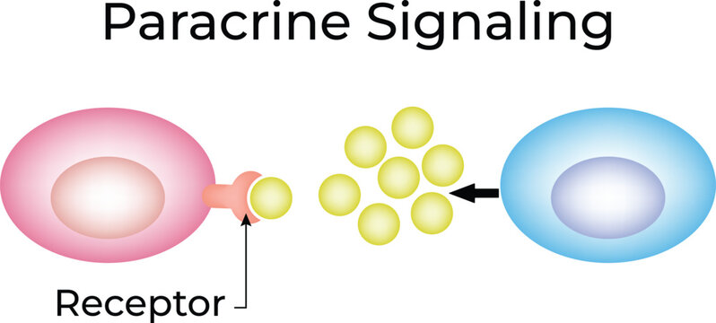 Paracrine Signaling Vector Illustration