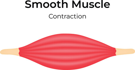 Smooth Muscle Contraction Vector Illustration