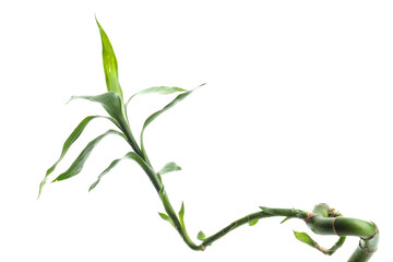 Fototapeta premium Green bamboo stem with leaves isolated on white
