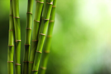 Obraz premium Green bamboo stems on blurred background, closeup. Space for text