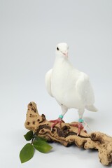 Beautiful dove with green branch and snag on white background