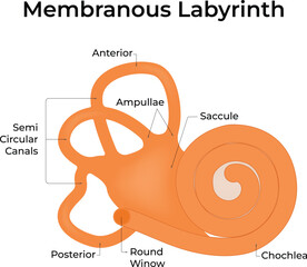 Diagram of the Membranous Labyrinth showing the cochlea semicircular  Vector Illustration. © HamjaIU