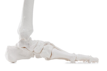 Artificial human skeleton model isolated on white, closeup