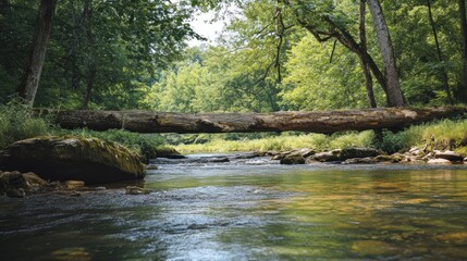 Obraz premium Serene Forest River with Fallen Log Bridge