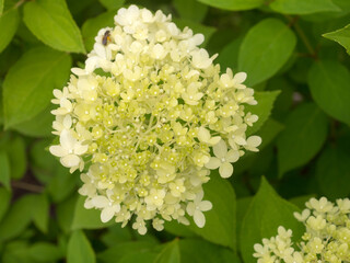 blooming hydrangea in the garden on a summer day
