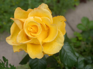 yellow rose in the garden