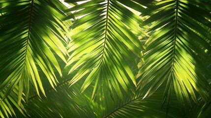 Fototapeta premium Lush Tropical Palm Leaves Sunlight Nature Background