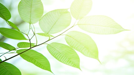 Naklejka premium Fresh green leaves on branch, soft light, nature background, for wallpaper or screensaver