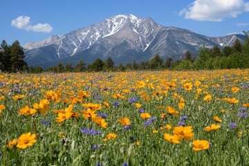 Fototapeta premium Vibrant wildflower meadow filled with yellow and purple flowers, lush green grass, set against bright blue sky, snow-capped mountains. Concept of wildflower meadow with ethereal quality.