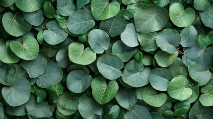 Fototapeta premium Green Eucalyptus Leaves Botanical Background Texture
