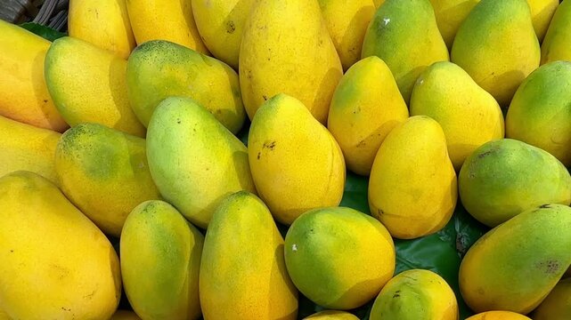 choosing mango at the fruit market