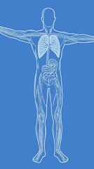 Obraz premium Anatomy diagram showcasing internal organs over a blue background for medical education