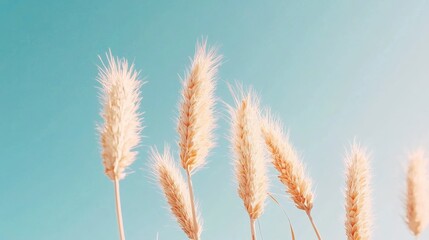 Wheat Stalks Against a Clear Blue Sky Background