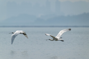 Synchronized Flight: Spoonbills Soaring Above Misty Waters