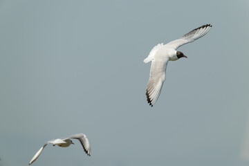 Aerial Ballet: Brown-headed Gulls Dancing Across the Sky