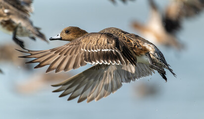 Powerful Ascent: Northern Pintail Duck in Mid-Flight