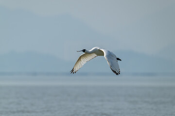 Graceful Journey: Black-faced Spoonbill in Ethereal Flight