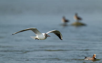 Coastal Departure: Brown-headed Gull Soaring Above Rocky Shallows