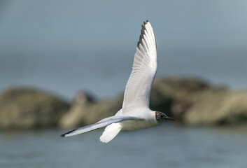 Between Rocky Shores: Brown-headed Gull in Graceful Flight