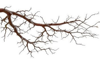 Fototapeta premium Isolated dead, dry tree branches against white background, design, decay