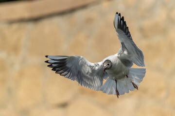 Brown-headed Gull in Graceful Flight