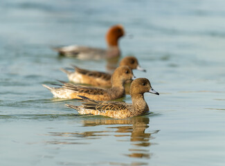 Wigeon Ducks Gliding in Formation