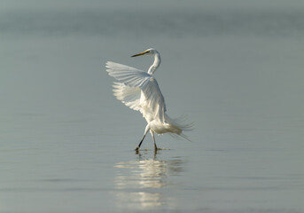 Ballet of the Shallows: Great Egret's Elegant Landing