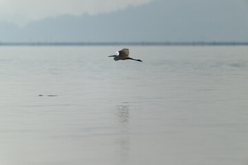 Solitary Flight: Egret Gliding Over Misty Waters