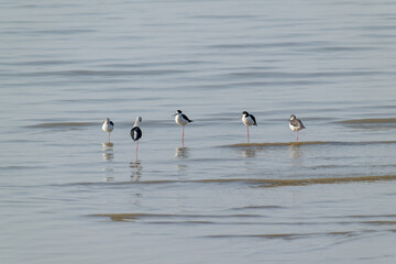 Elegant Stilts: Black-Winged Shorebirds in Serene Formation