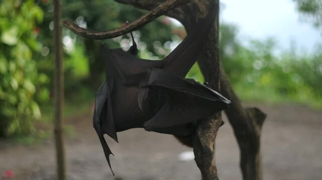 Fruit bat or flying fox - Pteropus giganteus. Tourist zone in Bali, Indonesia