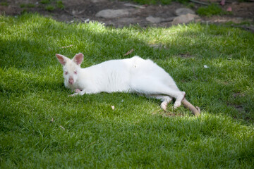 the albino wallaby is resting on the grass